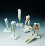 Tooth Model